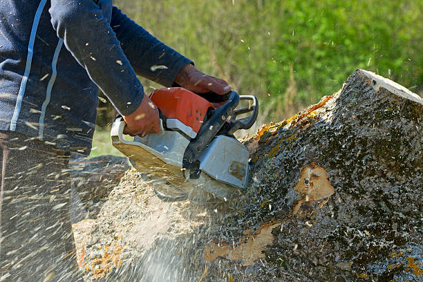 Best Tree Removal  in Robbins, NC