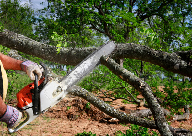 Best Seasonal Cleanup (Spring/Fall)  in Robbins, NC